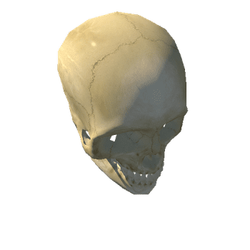 human skull R low prefab